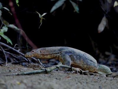 Monitor lizard (4)